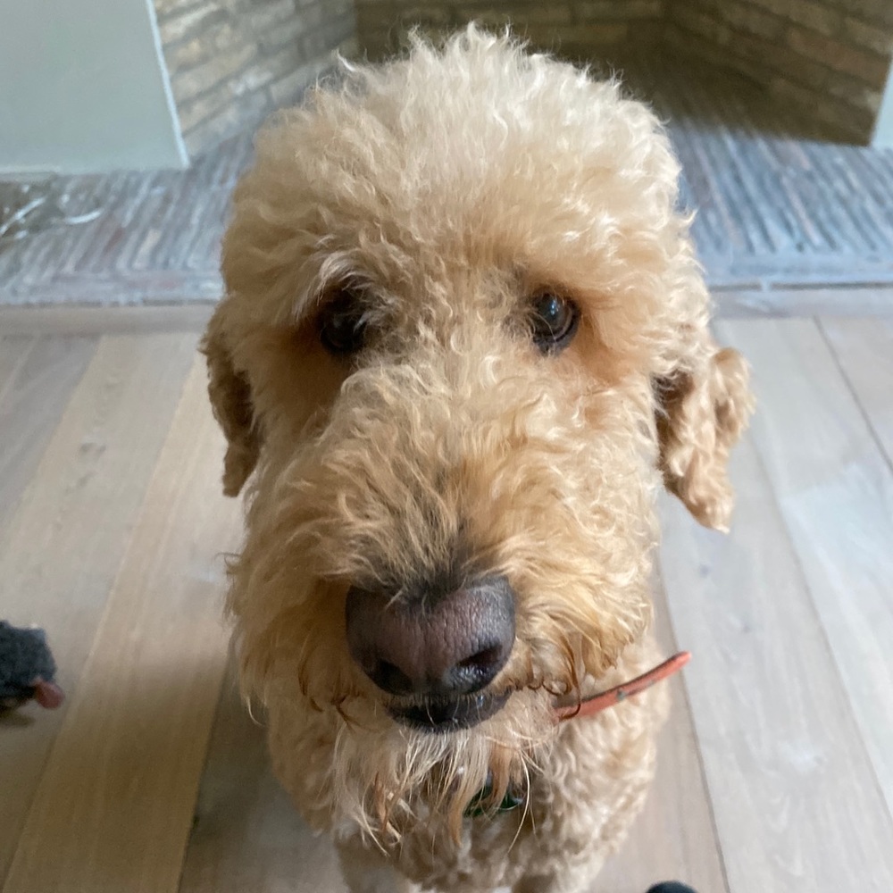 Meet your Posher, Gautam